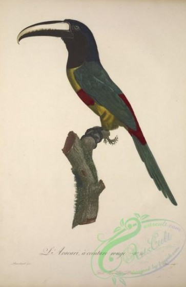 toucans-00078 - Aracari, 1