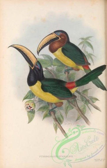 toucans-00120 - 022-pteroglossus humboldti