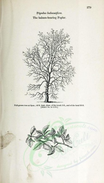 trees-00016 - Balsam-bearing Poplar, 2 (black-and-white) [2407x4197]
