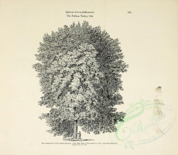 trees-00046 - Fulham Turkey Oak (black-and-white) [2994x2595]