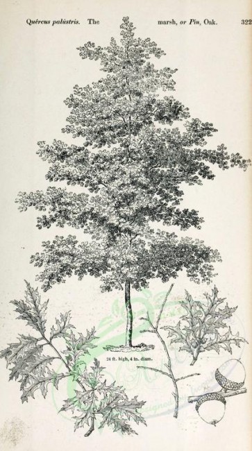 trees-00156 - Marsh or Pin Oak (black-and-white) [2348x4202]