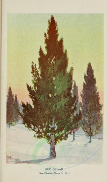 trees-00442 - Red Cedar [1750x2976]