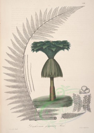 trees-00603 - dicksonia gigantea (L) [3956x5614]