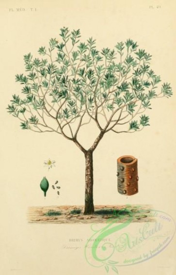 trees-00747 - drimys winteri [1882x2935]