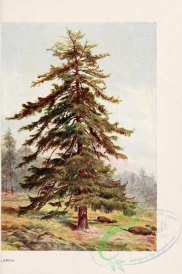 trees-00831 - Larch [1745x2618]