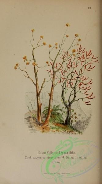 trees-00924 - cochlospermum gossypium, butea frondosa [2318x4176]