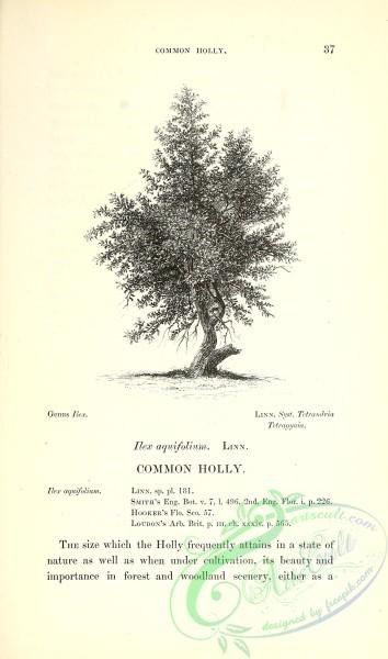 trees-01004 - black-and-white 007-Common Holly, ilex aquifolium