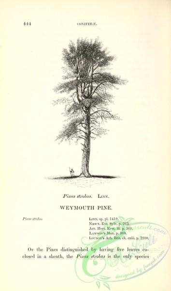 trees-01045 - black-and-white 049-Weymouth Pine, pinus strobus