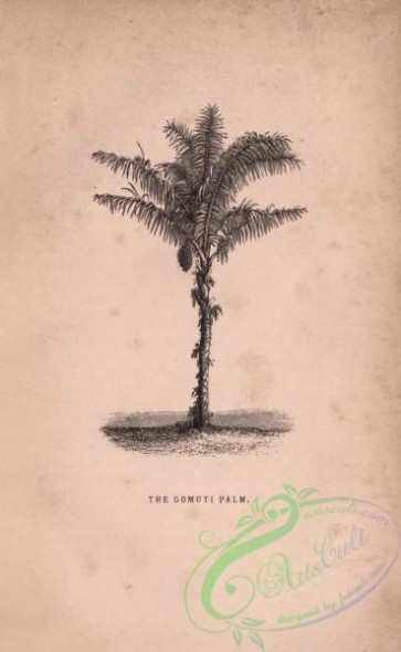 trees-01176 - black-and-white Gomuti Palm