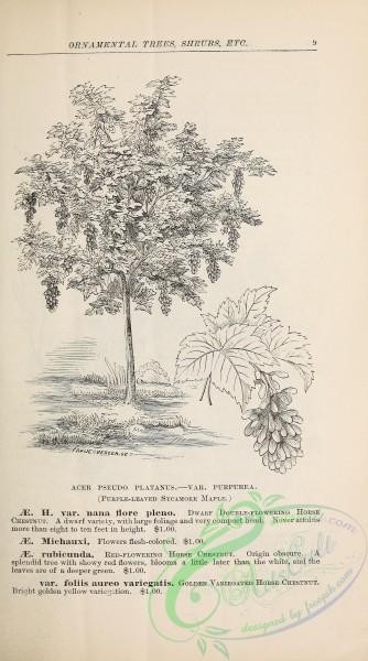 trees-01214 - black-and-white Purple-leaved Sycamore Maple, acer pseudo platanus purpurea