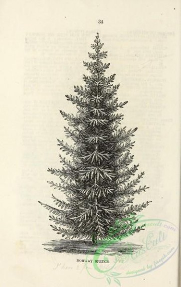 trees-01297 - black-and-white Norway Spruce
