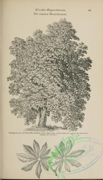 trees-01580 - black-and-white 098-Common Horsechestnut, aesculus hippocastanum