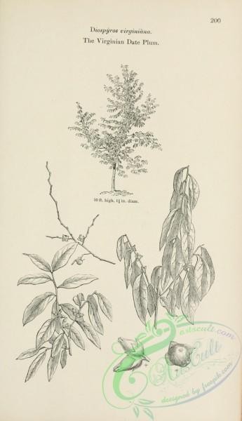 trees-01674 - black-and-white 092-Virginian Date Plum, diospyros virginiana