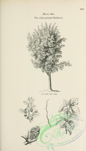 trees-01698 - black-and-white 009-White-fruited Mulberry, morus alba