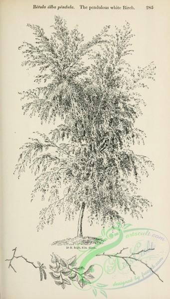 trees-01742 - black-and-white 053-Pendulous white Birch, betula alba pendula