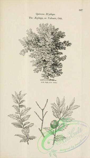 trees-01758 - black-and-white 069-Aegilops or Valonia Oak, quercus aegilops
