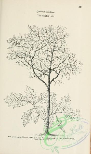 trees-01781 - black-and-white 009-Scarlet Oak, quercus coccinea