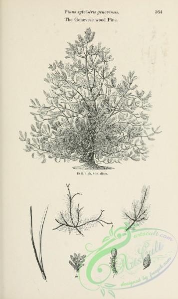 trees-01822 - black-and-white 050-Genevese wood Pine, pinus sylvestris genevensis