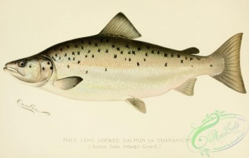 trouts-00008 - Land Locked Salmon, Quananiche, salmo salar sebago