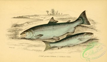 trouts-00046 - Salmon