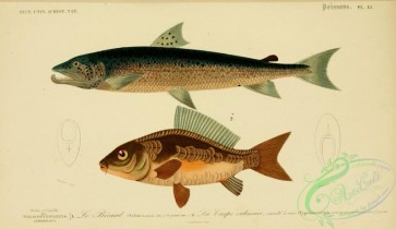 trouts-00133 - Atlantic Salmon, Common Carp