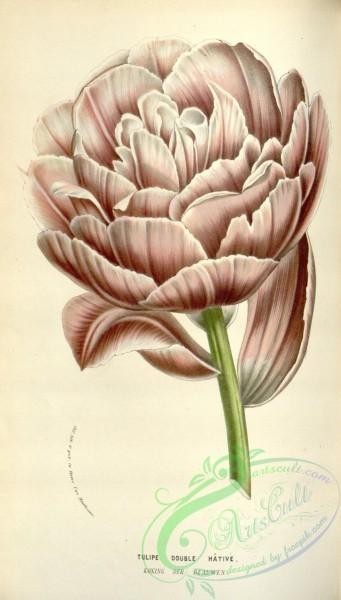 tulips-00114 - Tulips Double Hative [2064x3622]