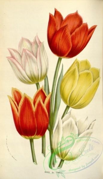 tulips-00115 - Tulips [2075x3613]