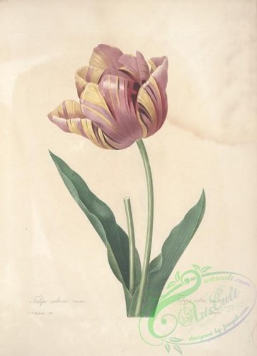 tulips-00126 - tulipa culta [5284x7318]