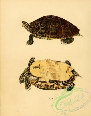 turtles-00040 - emys mobilensis