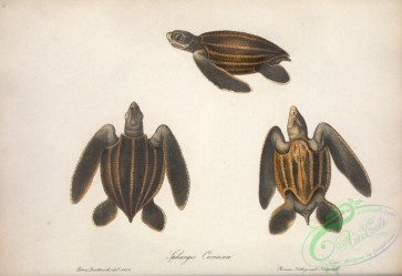 turtles-00083 - sphargis coriacea