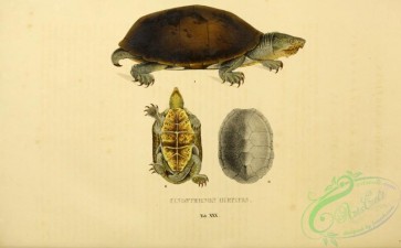 turtles-00087 - cinosternon hirtipes