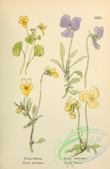 violet-00221 - viola biflora, viola tricolor, viola calcarata, viola flava