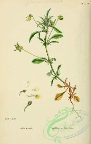 violet-00237 - Small-flowered Field Pansy, viola arvensis