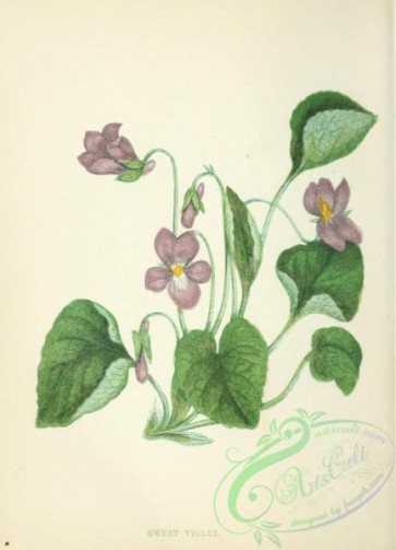 violet-00244 - Sweet Violet, viola odorata