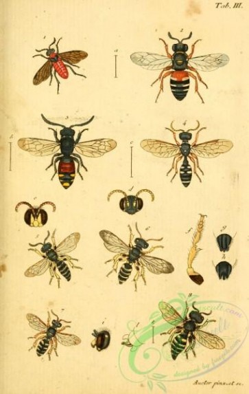 wasps-00230 - tenthredo, sphex, scolia, mellinus, philantus, crabro