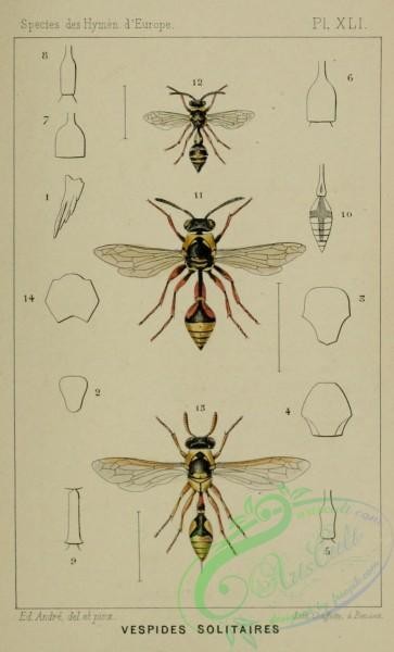 wasps-00269 - eumenes