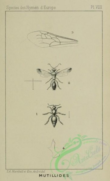 wasps-00276 - 008-tricholabiodes