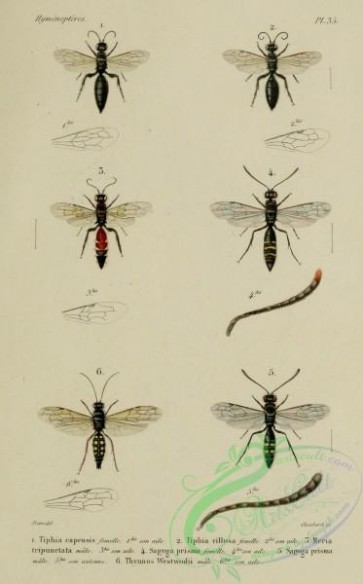 wasps-00339 - 025-tiphia, meria, sapyga, thynnus