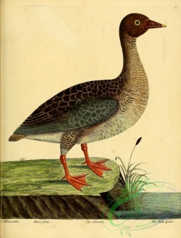 waterfowls-00841 - Wild Goose