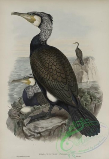 waterfowls-01175 - 575-Phalacrocorax carbo, Cormorant