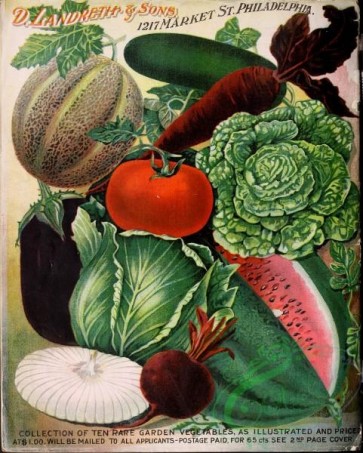 watermelon-00105 - 069-Watermelon, Musk melon, Cabbage, Onion, Beet, Cucumber, Egg plant