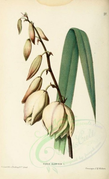 white_flowers-00013 - yucca gloriosa [1916x3150]