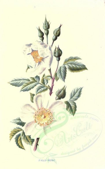 white_flowers-00017 - Field Rose [1762x2836]