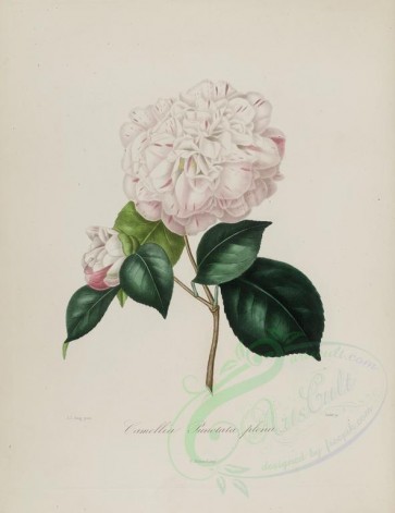 white_flowers-00151 - camellia punctata plena [2849x3692]