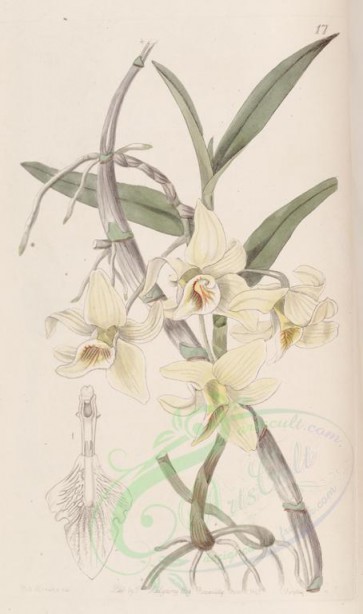 white_flowers-00967 - 017-dendrobium rhombeum, Rhomb-lipped Dendrobium [2645x4467]