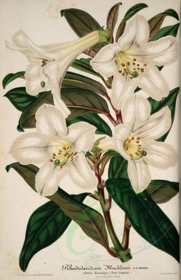 white_flowers-01189 - rhododendrum maddeni [4190x6468]