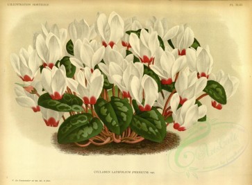 white_flowers-01282 - cyclamen latifolium persicum [5110x3760]