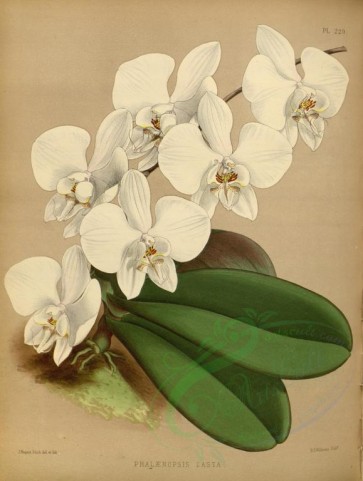 white_flowers-01326 - phalaenopsis casta [3391x4492]