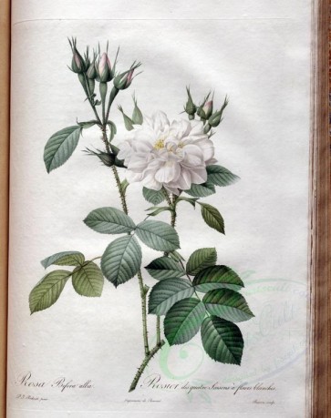 white_flowers-01347 - rosa bifera alba [3400x4300]