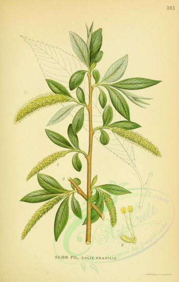willow-00007 - salix fragilis [2193x3452]